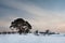 Winter rural landscape with pine and mill