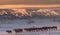 Winter In Russia. Herd Of Altai Free Grazing Adult Horses In The Early Morning, Against The Background Of Village Houses And Smoke