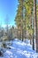 Winter russian forest at sun day