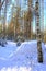 Winter russian forest at sun day