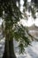 Winter\\\'s Charm: Snow-Capped Firs in Latvian Pokainu Mezs