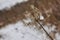 Winter's Delicate Plant with Ice Details, Soft Focus Background