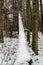 Winter\\\'s Embrace: Snow-Blanketed Fallen Tree in Pokainu Mezs, Dobele, Latvija