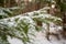 Winter\\\'s Embrace: Snow-Kissed Fir Needles in Pokainu Mezs, Dobele