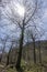 Winter\\\'s Embrace: A Tranquil Scene of a Bare Tree Forest in Cantabria, Spain, Under a Frosty Sky