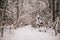 Winter\\\'s Silence: Snow-Clad Forest Enchantment