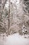 Winter\\\'s Silence: Snow-Clad Forest Enchantment
