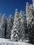 Winter\'s Solitude: Snowy Trees in the Wilderness