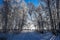 Winter`s Tale. Fairy tale winter forest. fence in a beautiful snowy forest on a sunny day.