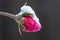 Winter\\\'s Whisper: Rosa Gallica Close-Up