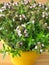 Winter savory in flowerpot