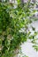 Winter Savory Plant