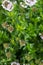 Winter Savory Plant