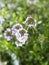 Winter Savory Plant