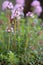 Winter savoury Satureja montana, pink flowering plant