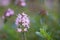 Winter savoury Satureja montana, pink flowers in close-up