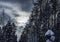 Winter Scandinavian pine tree forest with the passage in the middle. View over higher parts of trees with heavy dark blue winter