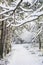 Winter scene at Abernethy Forest in the Cairngorms.