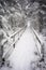 Winter scene at Abernethy Forest in the Cairngorms of Scotland.