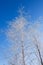 Winter scene. Background in blue tones. Branches of white birch in hoarfrost against the backdrop of a clear blue sky backlit by