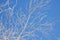 Winter scene. Background in blue tones. Branches of white birch in hoarfrost against the backdrop of a clear blue sky backlit by