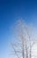 Winter scene. Background in blue tones. Branches of white birch in hoarfrost against the backdrop of a clear blue sky backlit by