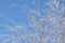 Winter scene. Background in blue tones. Branches of white birch in hoarfrost against the backdrop of a clear blue sky backlit by