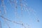 Winter scene. Background in blue tones. Branches of white birch in hoarfrost against the backdrop of a clear blue sky backlit by