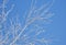 Winter scene. Background in blue tones. Branches of white birch in hoarfrost against the backdrop of a clear blue sky backlit by