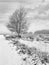 Winter scene with bald tree in snow covered heath-land, Regte Heide, Goirle, The Netherlands