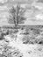 Winter scene with bald tree in snow covered heath-land, Regte Heide, Goirle, The Netherlands