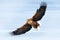 Winter scene with bird of prey. Big bird with snow. Flight White-tailed eagle, Haliaeetus albicilla, on thy dark blue sky, with w