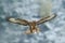 Winter scene with buzzard. Flying bird of prey. Bird in the snowy forest with open wings. Action scene from nature. Bird of prey C