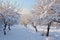 A winter scene capturing a vast snow covered field with numerous trees standing tall, A snowy orchard with snow-laden fruit trees