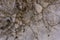 Winter scene closeup of dried plants in the snow. Very shallow depth of view and blurred background.