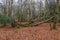 Winter scene of a fallen bare tree in the forest