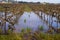 Winter scene flooded vineyard in Givat Ada Hanadiv valley Israel