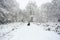 A winter scene of the footpath and the trees covered in snow and an English Springer Spaniel Dog and his owner walking in Balls Wo