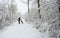 A winter scene of the footpath and the trees covered in snow and an English Springer Spaniel Dog and his owner walking in Balls Wo