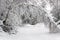 Winter scene of forest trees and snow