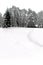 Winter scene of forest trees and snow