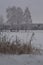 Winter scene with frosted dry herbs on the foreground and birch trees in hoarfrost on the background