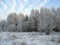 Winter scene. Frosty trees