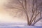 Winter scene. Frosty winter landscape. Frost and snow at winter morning. Christmas background