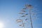 Winter scene. A frozen, withered inflorescence of a field grass against a clear blue sky, backlit by a bright sun