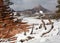This winter scene has slickrock, windblown snow, deadwood and mountains