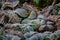 Winter scene of heavy frost on green leaves and brown bracken