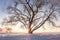 Winter scene with a large snowy tree in sunlight at sunset. Snow nature landscape on a clear evening with bright sun on horizon