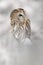 Winter scene with owl. Animal with cold snow and forest. Tawny Owl, snow covered bird in snowfall during winter, nature habitat