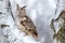 Winter scene with owl. Big Eastern Siberian Eagle Owl, Bubo bubo sibiricus, sitting on hillock with snow in the forest. Birch tree